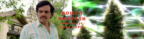 прущие грибы Алзамай
